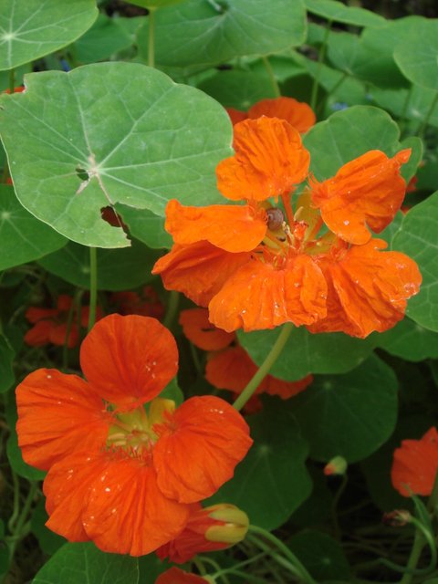 Tropaeolum majus 'WhirlyBird Tangerine' fleur